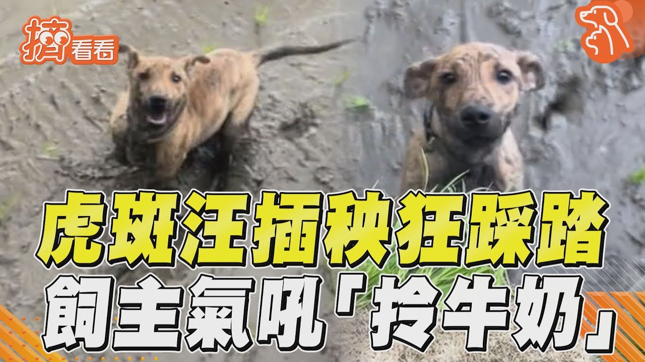 影音/虎斑汪田裡插秧狂踩踏變泥巴狗!飼主無奈氣吼「拎牛奶」