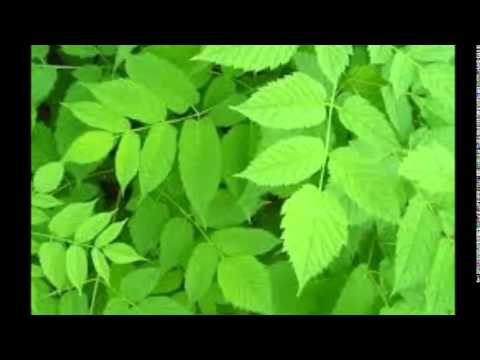 Heartbeat   ATB Amurai Feat