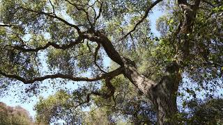 Meditación de conexión con la tierra