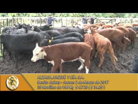02-03-17 Venta de Machos - Alzaga, Unzue y Cia S.A. - B. Juarez.