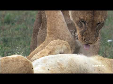 たてがみイベント。ライオンの抱っこひもの水たまり｜自然の大イベント｜BBCアメリカ (Mane Event: Lion Cuddle Puddle | Nature's Great Events | BBC America)