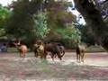 Sable Antelope 2