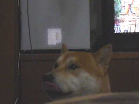 愛舔嘴...我快瘋了..(原發表者:姆姆酷酷爸)(體能訓練)