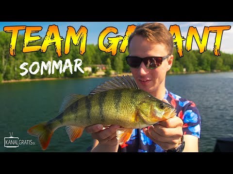 FISH ALL THE TIME - Perch Fishing in the Summer | Team Galant (English Subtitles)