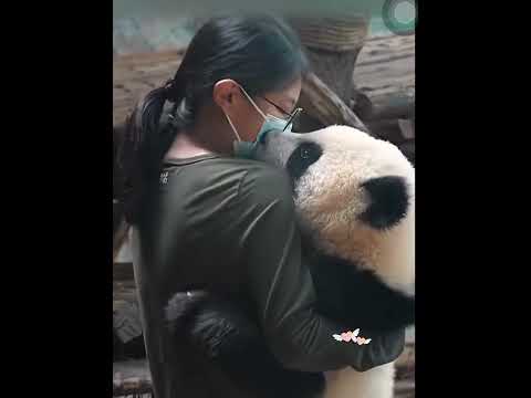 zookeeper and kenan！love u so much！#panda #cute #pandacub #cuteanimals #animals #cutepanda #パンダ #大熊猫