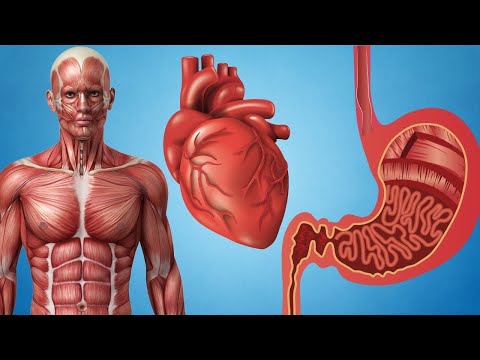 The 3 TYPES OF MUSCLES: Skeletal, Cardiac and Smooth