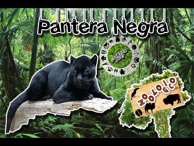 Vídeo relacionado con Zappi Co Peluche Phoenix la Pantera Negra (22cm) Gato Sombra Amigo Elegante - Suave, Mimoso, 100% Reciclado - Misterioso Amigo de la Jungla