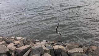 ウナギ釣りに行ってきました！！