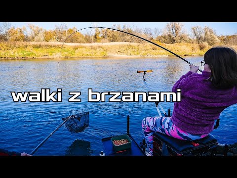 Pojedynek dam. Córka vs brzany. Gruntówka na rzece Odrze.