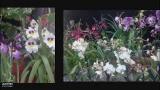 Salon des Orchidées - Remix video music by Alain Guilloux