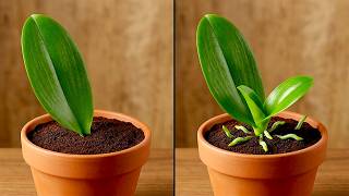 Just coffee! Orchid Leaves immediately grow roors from the base and bloom all year round.