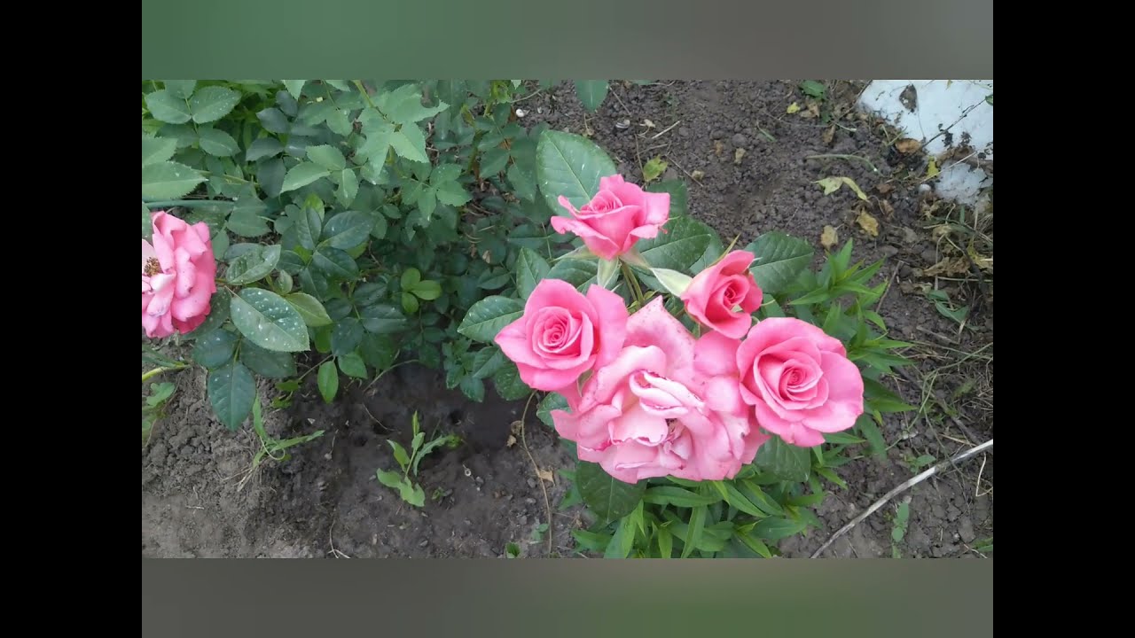 Роза ЛАВИНИЯ первогодка#роза