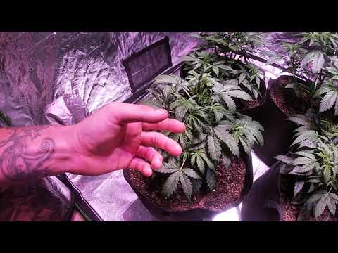 Autoflower Week 3 After Topping Gsc Extreme