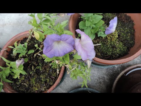 園芸 鉢植えのペチュニアの越冬
