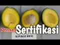 Populer Alpukat Paling Populer Sertifikasi Alpukat Rifai Buah Alpukat Termahal di Dunia, paling populer!
