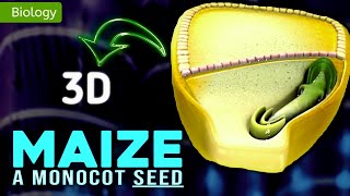 MONOCOT SEED || MORPHOLOGY OF FLOWERING PLANTS || 3D ANIMATION || @MagnetBrainsEducation