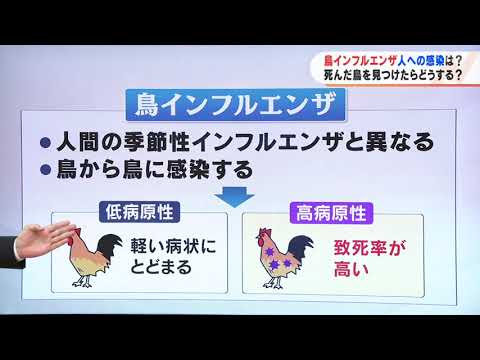 鳥インフルエンザの流行の歴史 - 定義