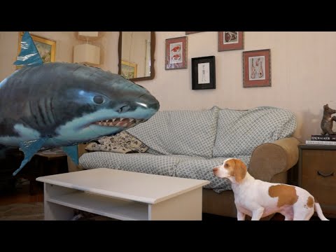 This Dog Isn't Scared of Anything, Even a Shark