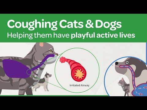Coughing Cats and Dogs - Asthma Treatment in the Lungs