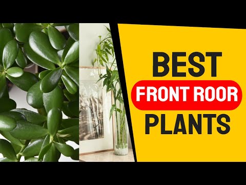 The Best Front Door Plants for Good Feng Shui
