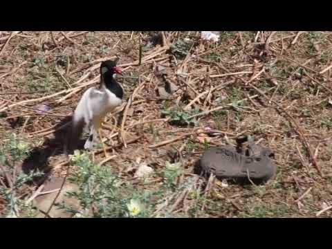 Red-Wattled lapwing attacking Daman