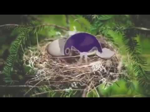 H5N8 GRUCHACZE !!!!!!