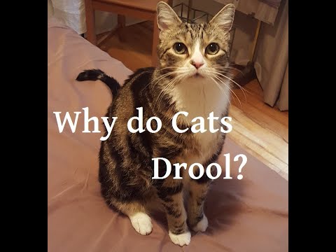 Why do Cats Drool