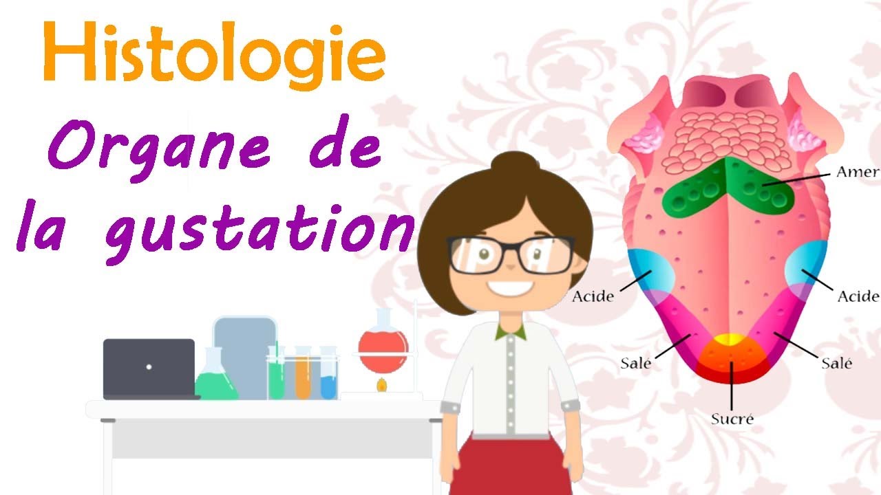 Histologie | Organe de la gustation .. cours de 2 ème année médecine