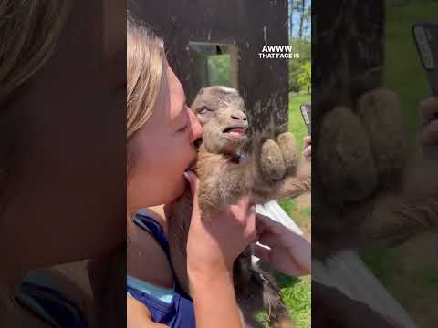 Newborn BABY Goats! #shorts