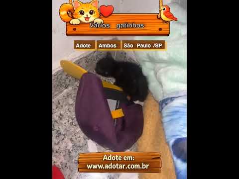 Vídeo de Vários gatinhos 