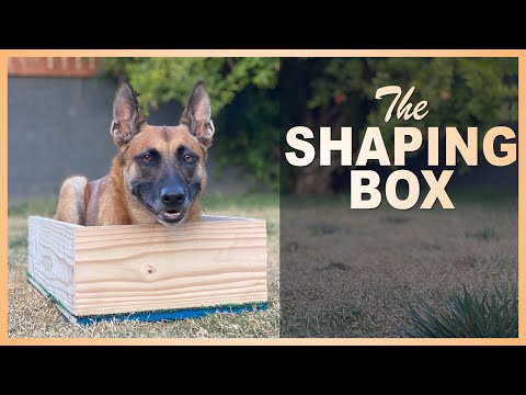 How to use the Shaping Box to Sharpen up your Sit, Down, Stand, Sit-front, and Heel Position.