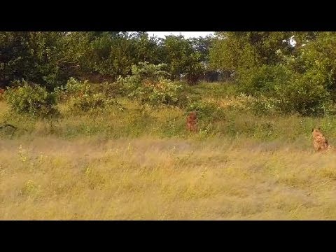 Djuma: Two Hyenas running through field - 06:34 - 03/28/20