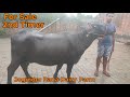 2nd Timer Murrah Buffalo For Sale Vill Jatola Sonipat Joginder Rana Dairy Farm