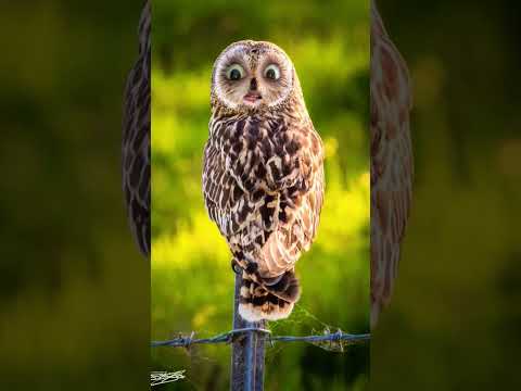 #ullubnAya #funny #viral #goneviral #trending #comedy #cutebaby #bts #cat #art #owl #ullu