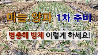 마늘.양파 1차 추비 하기와 병충해 방제 이렇게 하세요!  #주말농장 #마늘 양파 추비 #마늘 양파 3월에 …