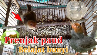 Download lagu Prenjak Tamu paud, Prenjak kepala merah paud belajar bunyi.prenjak gacor mp3 Download lagu Prenjak Tamu paud, Prenjak kepala merah paud belajar bunyi.prenjak gacor mp3