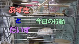 あずき(3F)とだいず(1F)ジャンガリアンハムスター