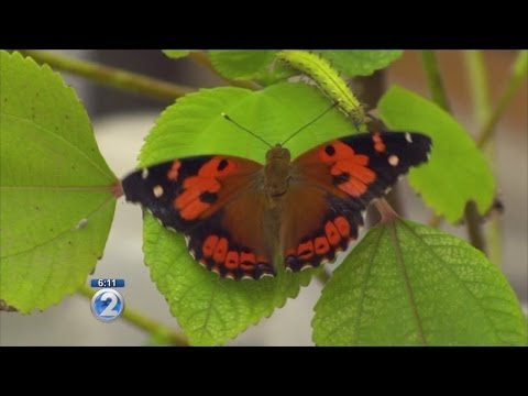 Scientists ask for help protecting Hawaii's state butterfly