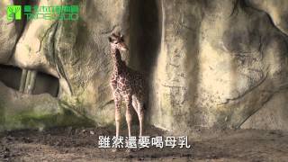 preview picture of video '小長頸鹿 - 霄順 The Newborn Giraffe -Xiao Shun'
