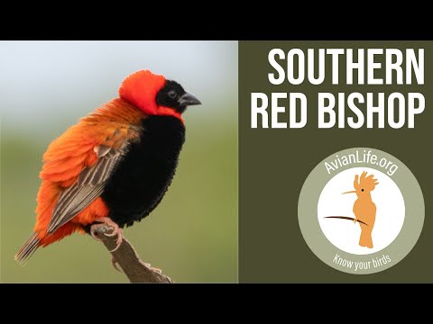 Pletiarka ohnivá (Euplectes orix) — video o speve a chove