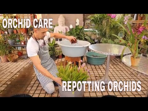 Orchid Care, Repotting Orchids. Replanting large Orchids