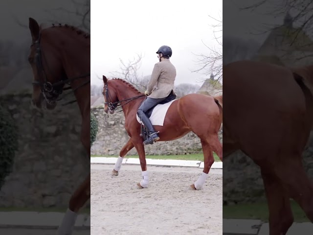 &Eacute;l&eacute;gante jument hanovrienne &ndash; Interm&eacute;diaire confirm&eacute;