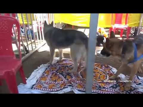 KRISHI MELA 2018 DOG SHOW 🐕 DHARWAD