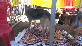 preview picture of video 'KRISHI MELA 2018 DOG SHOW '