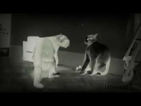 Two ghost cats caught dancing on zingaat.