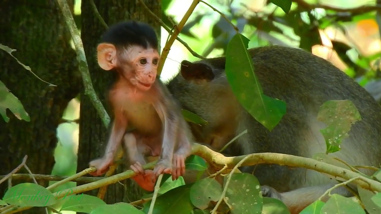 pity baby Alba Monkey