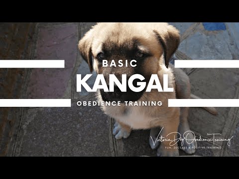 Victoria Dog Obedience Training video.
