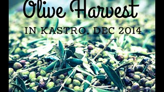 Olive Harvest in Kastro, Dec 2014