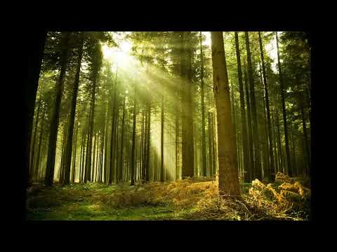 Musica per calmare la mente e rilassarsi profondamente