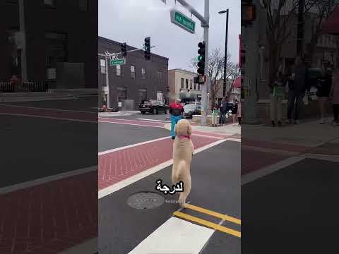 اكتر كلب محبوب عالنت